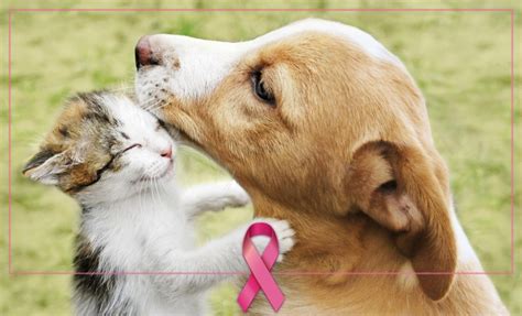 Cão e Gato 2025